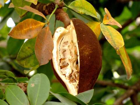 Image of Guiana-chestnut