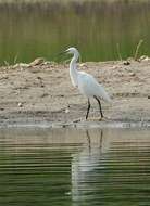 Image of Little Egret