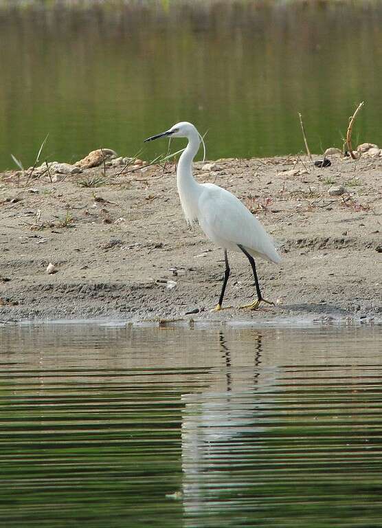 Image of Egretta Forster & T 1817