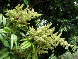 Image of Soapberry Tree