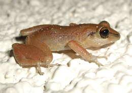 Image of Johnstone's Robber Frog