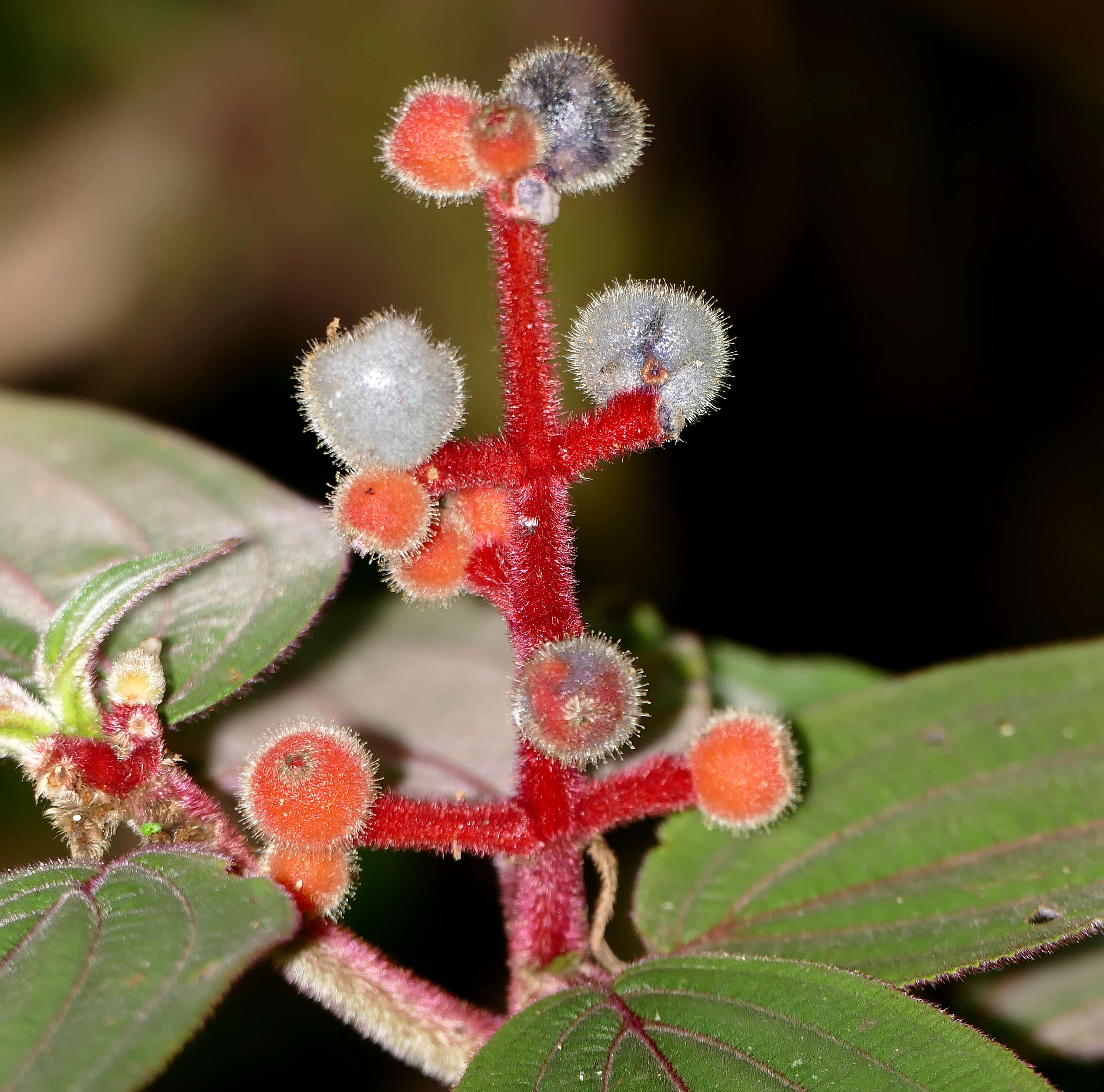 Image of Miconia ceramicarpa (DC.) Cogn.