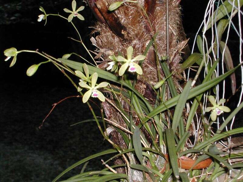 Image de Encyclia tampensis (Lindl.) Small