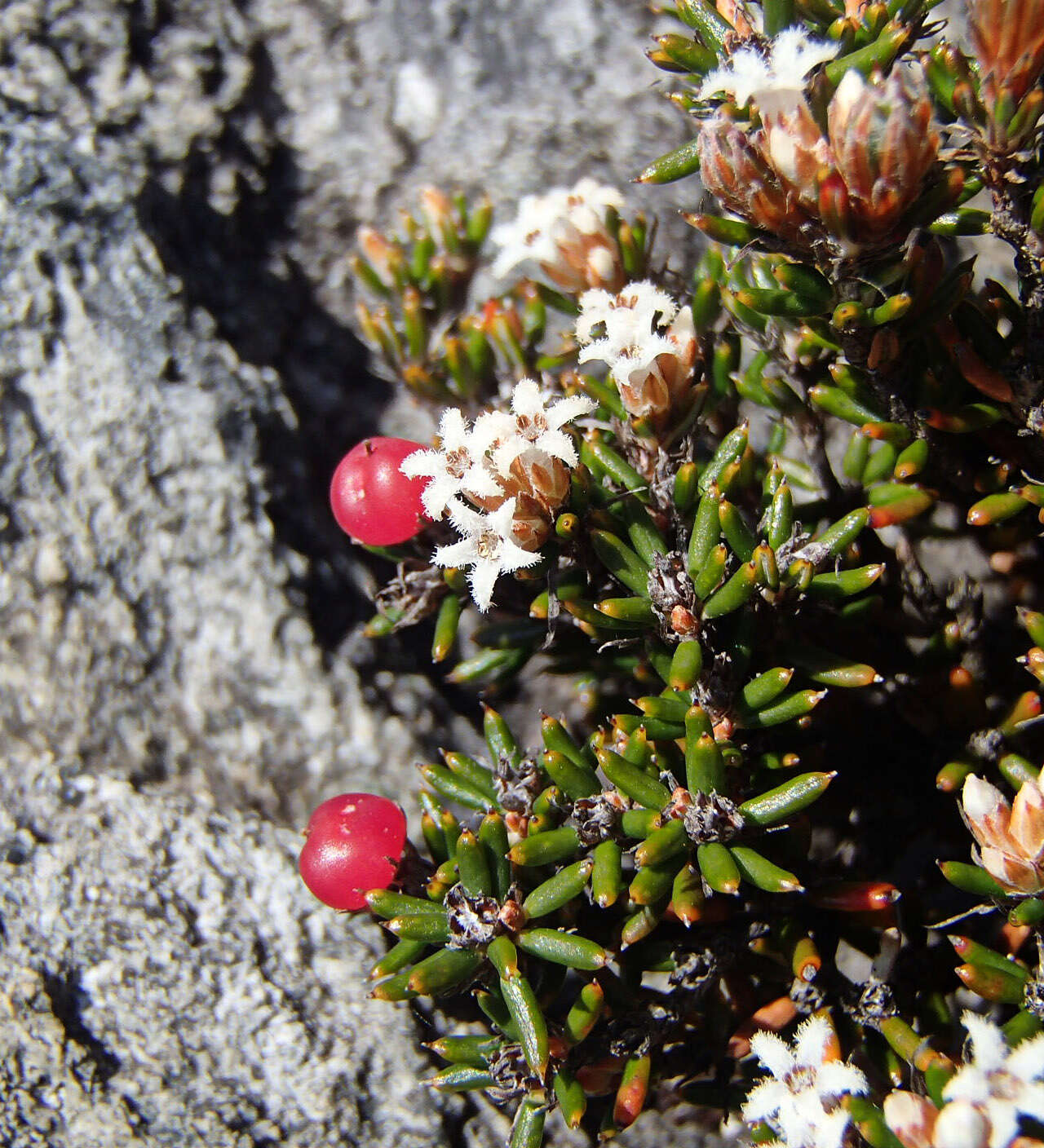 Image of Androstoma verticillata (Hook. fil.) Quinn