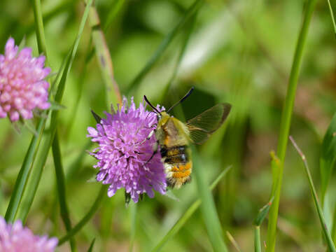 Imagem de Hemaris tityus (Linnaeus 1758)