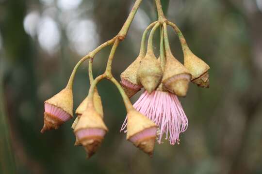 Image de Eucalyptus leucoxylon subsp. leucoxylon