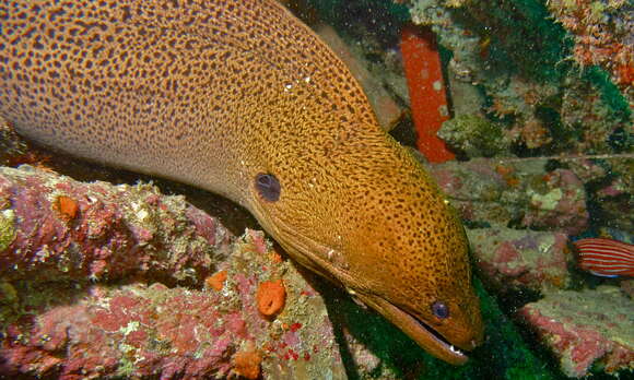 Image of Giant moray