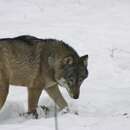 Image of Eurasian Wolf