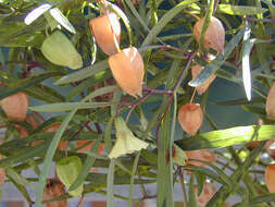 Image of coastal groundcherry