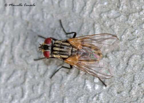 Image de mouche domestique