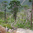 Image de Araucaria montana Brongn. & Gris