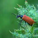 Image of Blister Beetle