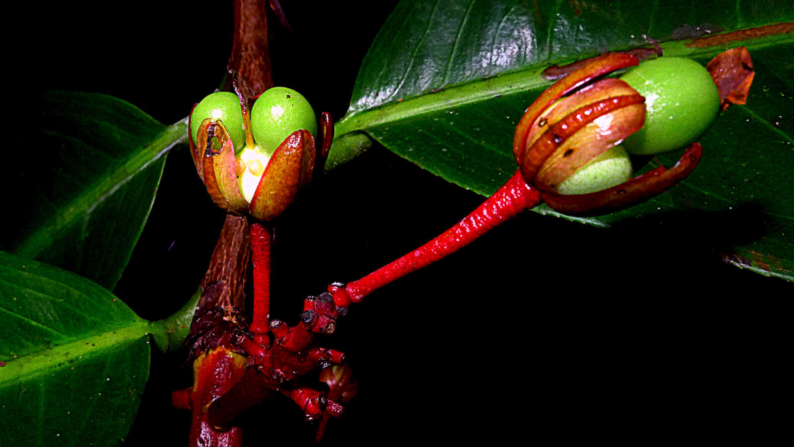 صورة Ouratea gigantophylla (Erhard) Engl.