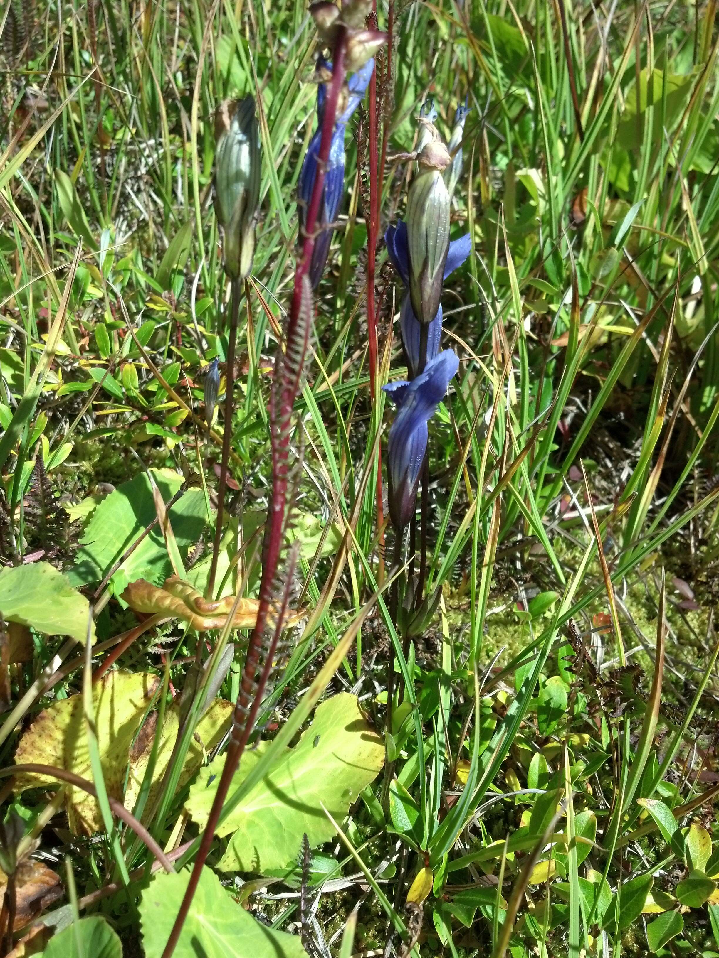 Image of Rocky Mountain Fringed-Gentian