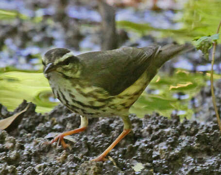 Image of waterthrush