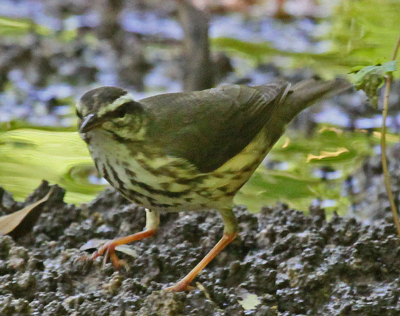 Image of Louisiana Waterthrush