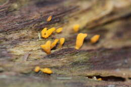 Image de Calocera guepinioides Berk. 1845