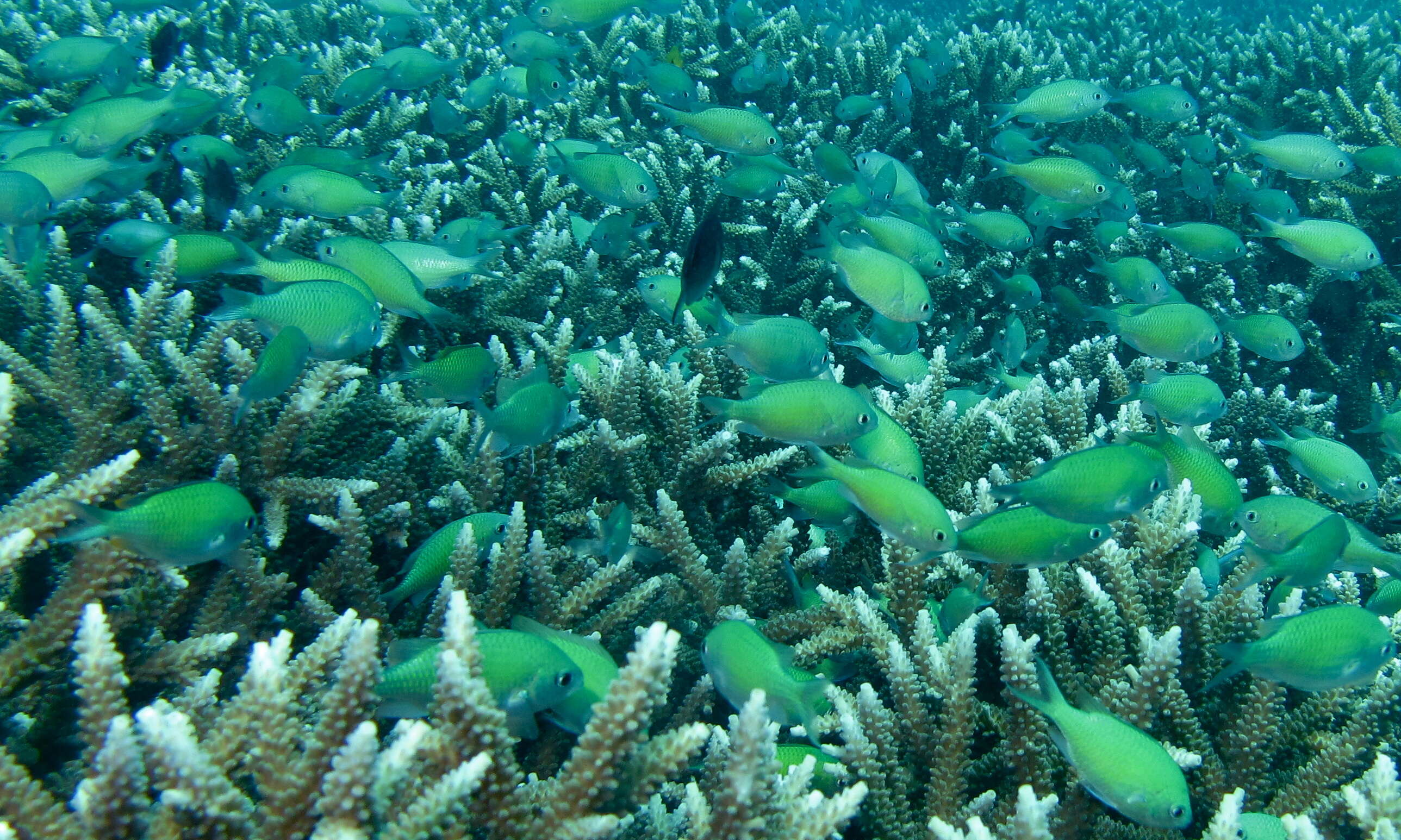 Image de Chromis