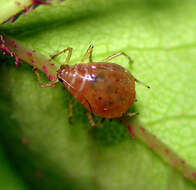 Image of Ericaphis