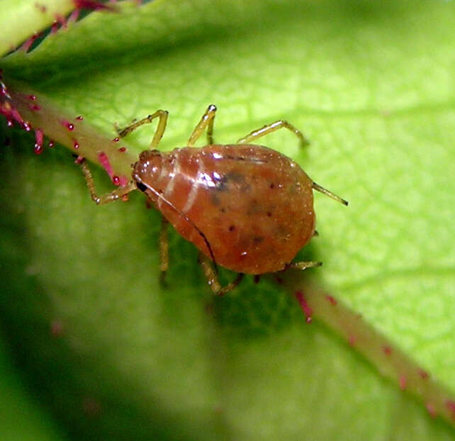 Image of Ericaphis wakibae (Hottes 1934)