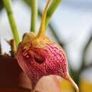 Image de Masdevallia angulata Rchb. fil.