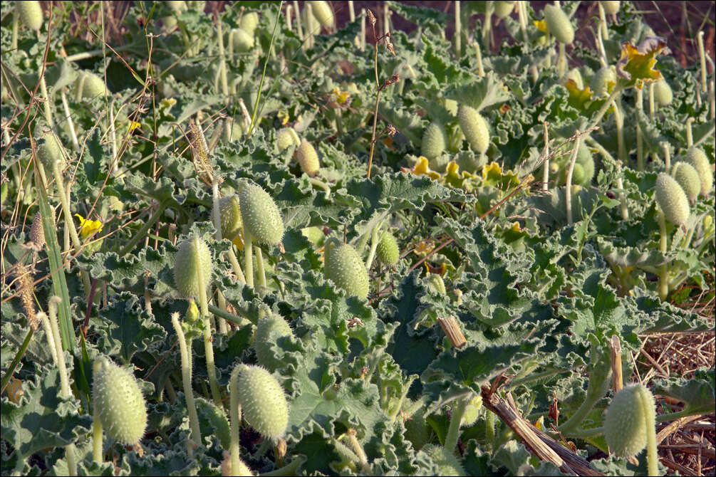 Image of squirting cucumber