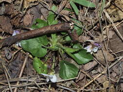 Image of White Violet