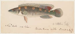 Image of Crenicichla