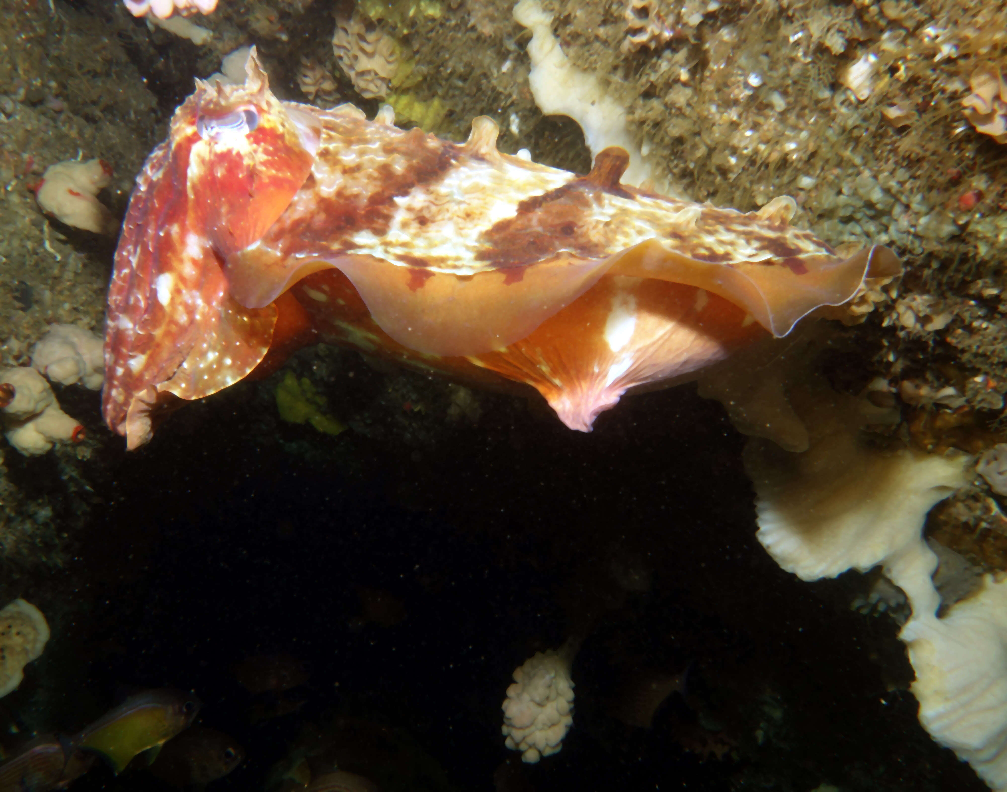 Image of cuttlefish