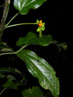 Image of Anthurium flexile Schott