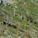 Image of Podocarpus cunninghamii Colenso