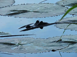 Image of Common Caiman