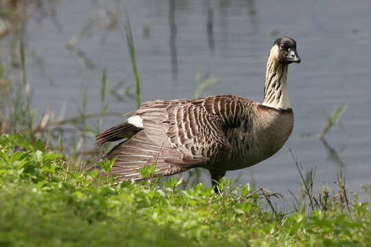 Image of Hawaiian goose