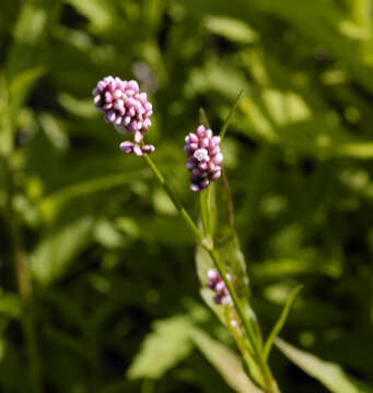 Sivun Persicaria amphibia var. stipulacea (N. Coleman) H. Hara kuva