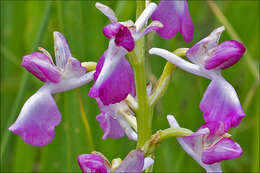 Image of Loose-flowered orchid