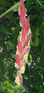 Image of Heliconia mutisiana Cuatrec.