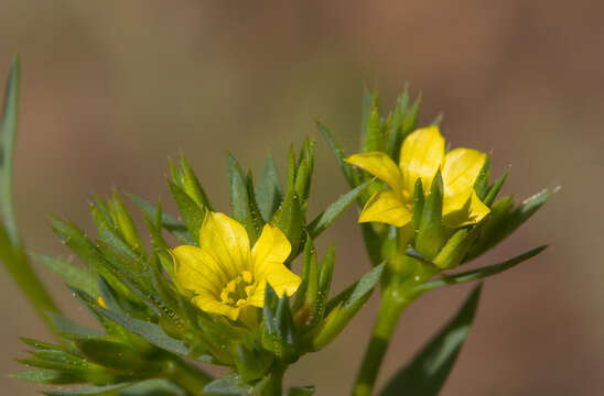 Image of Upright Flax