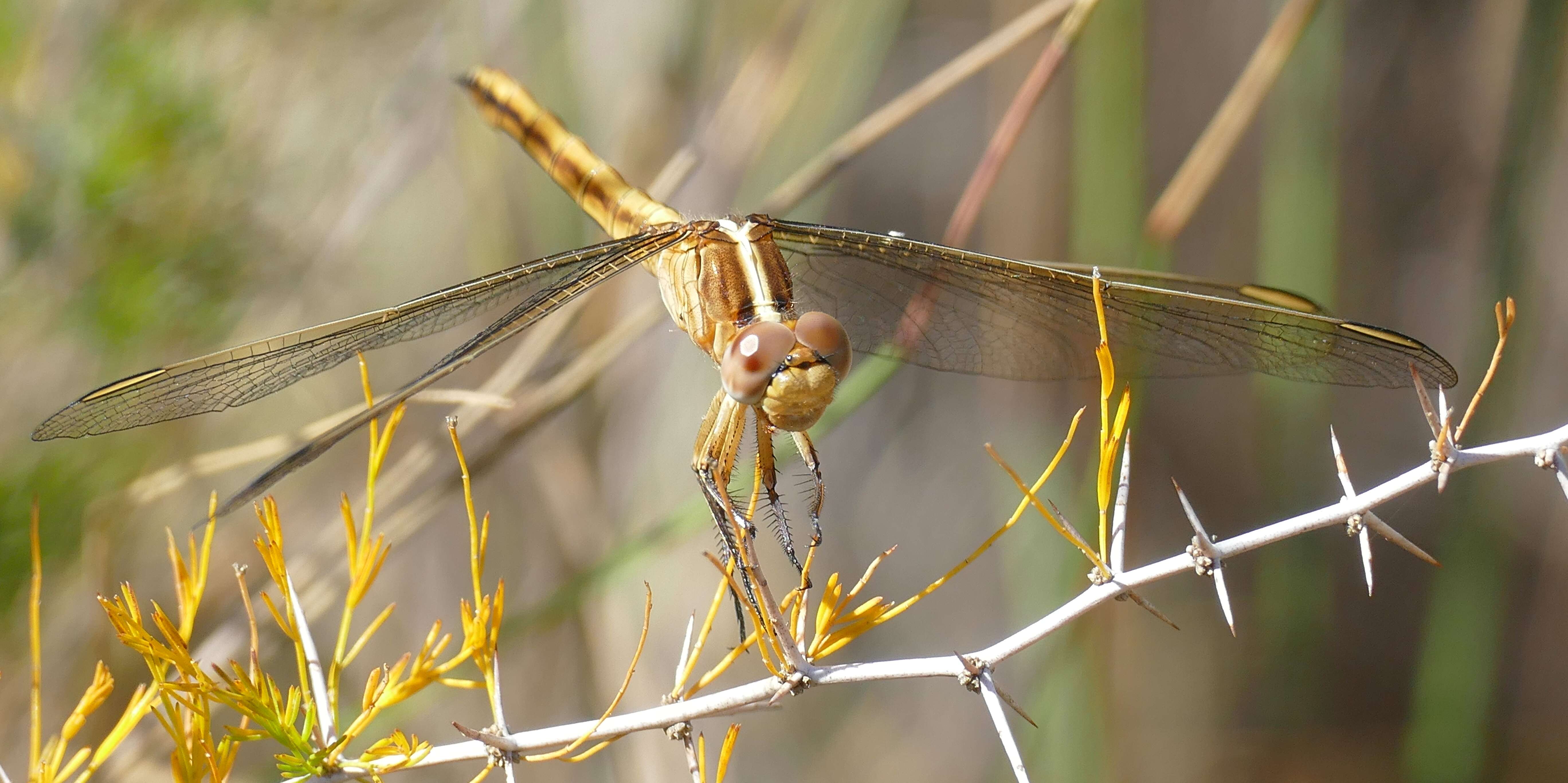 Image de Nesciothemis farinosa (Förster 1898)