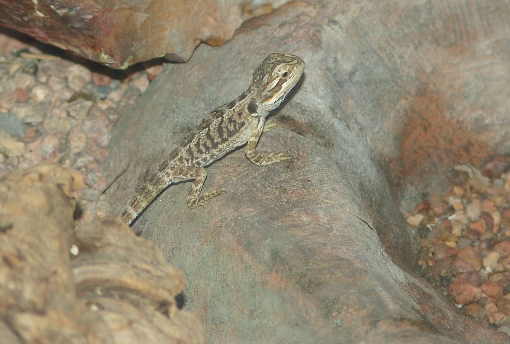 Image of Central bearded dragon