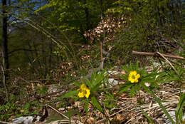 Image of Yellow Anemone