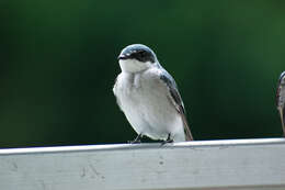 Image of Mangrove Swallow