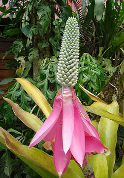 Image of Aechmea mariae-reginae H. Wendl.