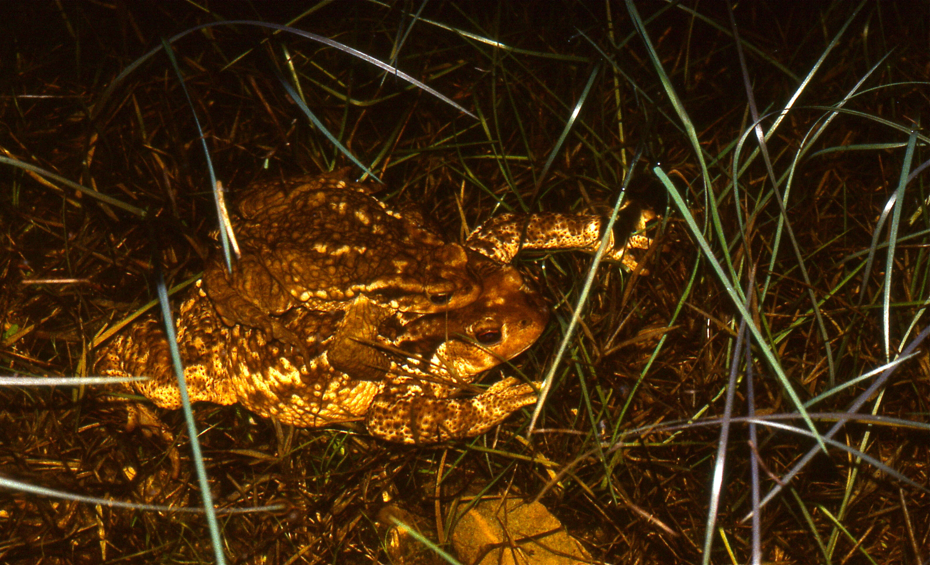 Image of Nile Valley Toad