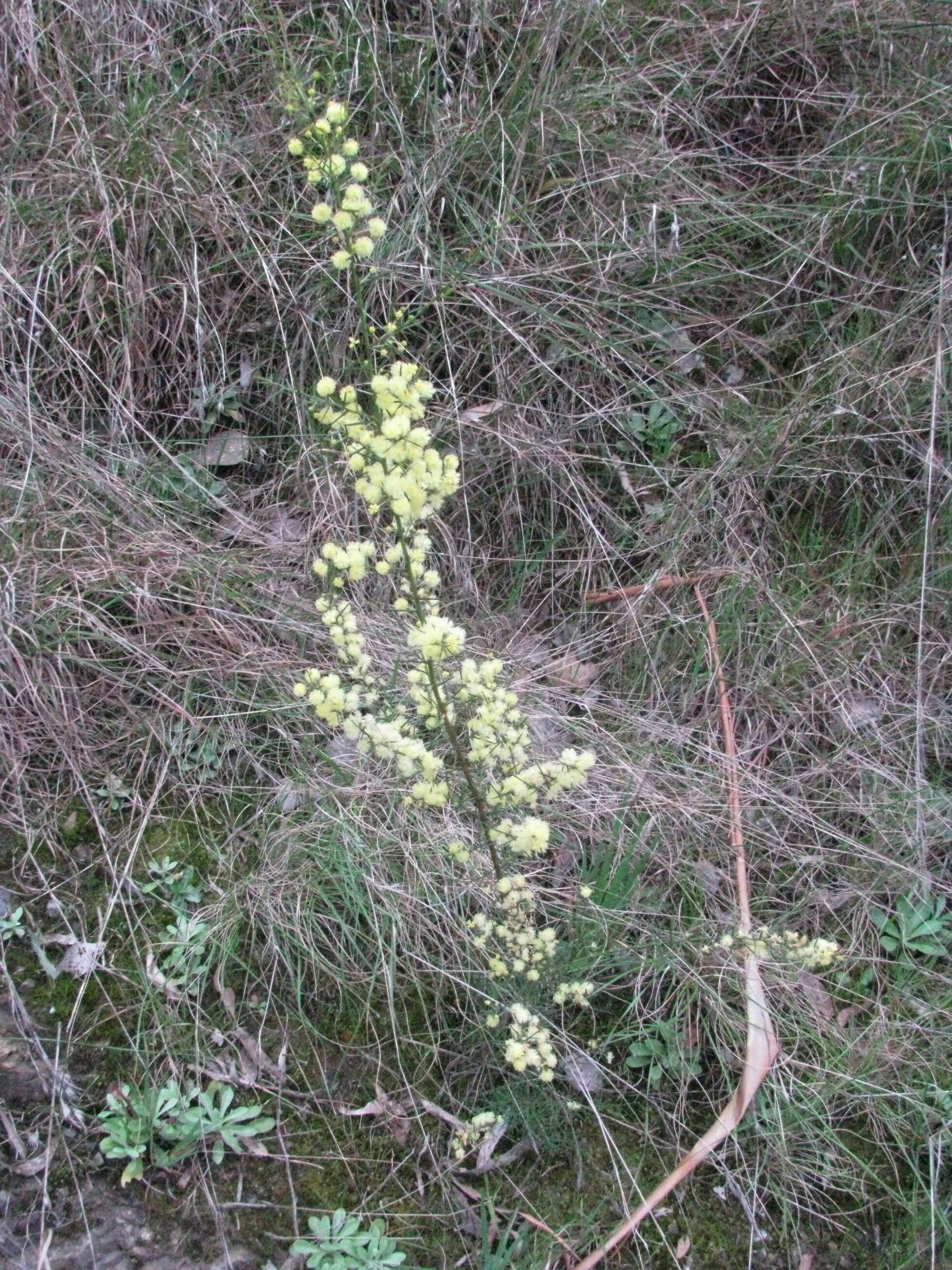 Image of early wattle