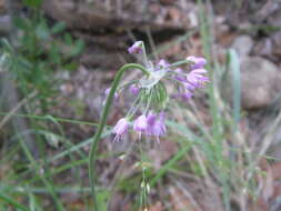 Image of Lady's leek