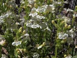 Image of scabland penstemon