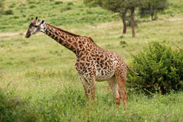 Plancia ëd Giraffa camelopardalis (Linnaeus 1758)