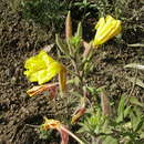 Oenothera longissima Rydberg resmi