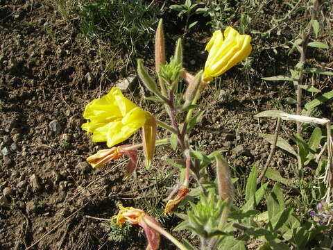 Imagem de Oenothera longissima Rydberg