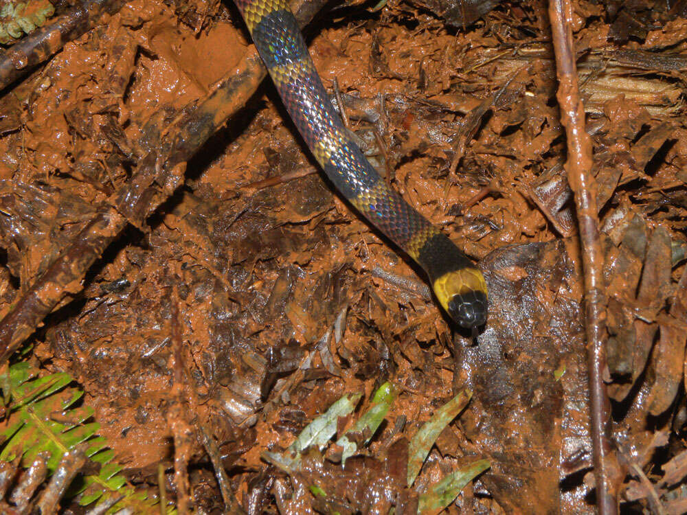 Image of Black-banded Coral Snake